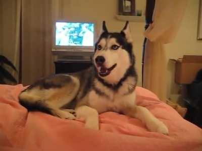 Husky Dog Talking - 