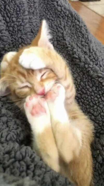 Kitten hasn’t figured out how to clean himself yet.