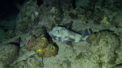 Night Snorkel Porcupinefish