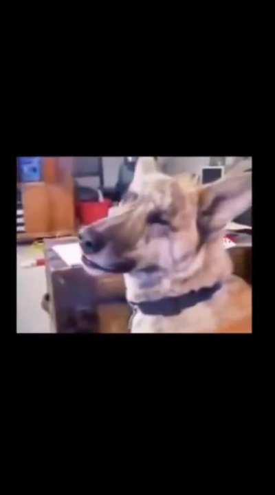 its been 10 year old & still my favorite dog video of all time