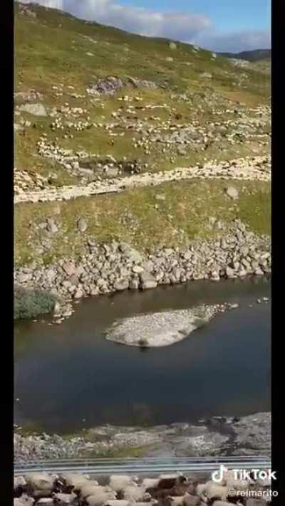 Guy makes one sheep mad, the rest follow suit