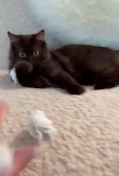 Disrupting the cat's trash