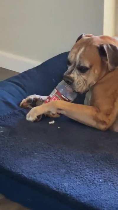 Has anyone seen the peanut butter jar?!