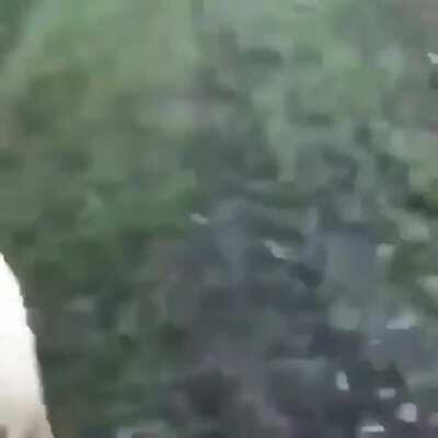 Guy throws gator into lake