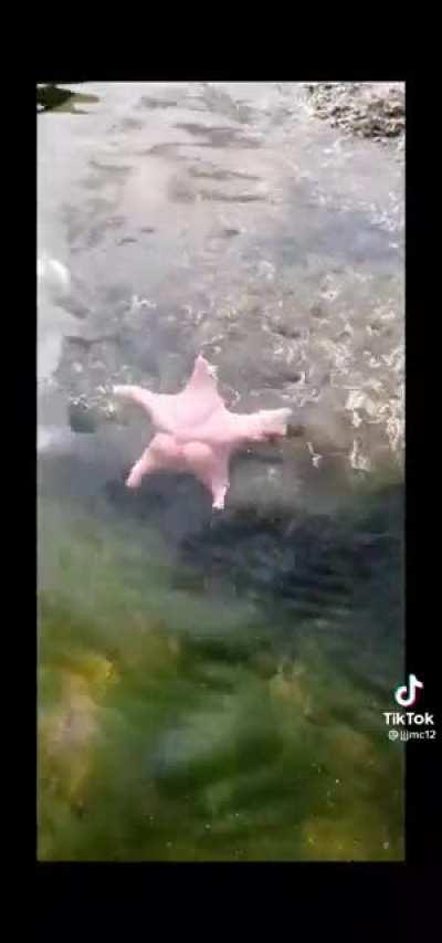 Starfish with an ass