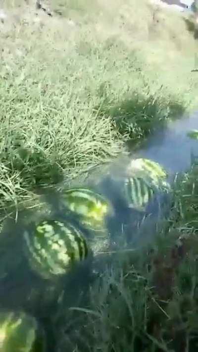 i think someone built an automatic watermelon farm