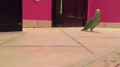 Parrot laughs like a super villain as he walks into a room.