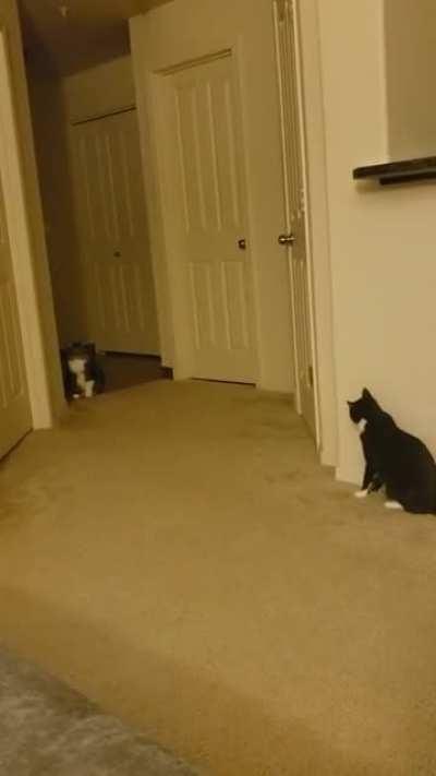 When one cat uses the Force on the smaller cat....