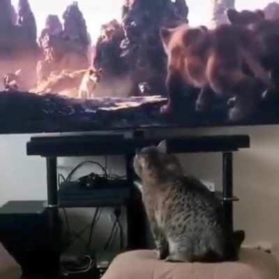 Cat watches The Lion King and worries about Simba