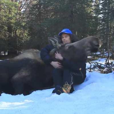 Moase hugs! Just a friendly moose 🦌