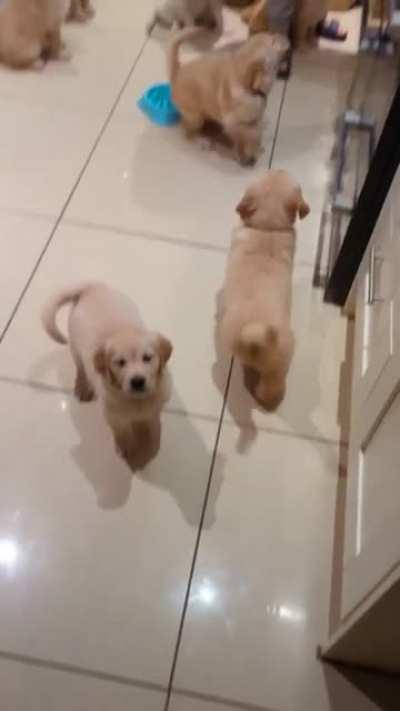 Hungry Hungry Potatoes