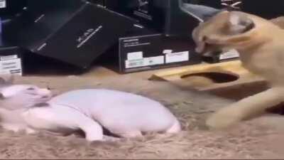 metal gear solid floppa