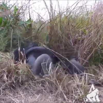 The guy needed a power nap