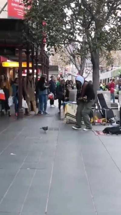 Bourke Street Mall Pigeon Blurred Lines