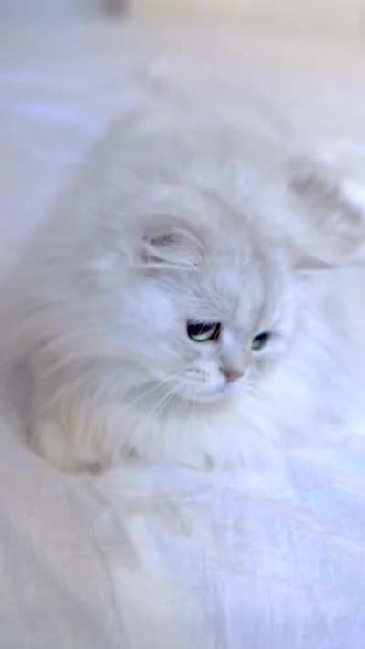 I'm a kitty cat, and I am gorgeous. A lot of people think cats are cold and aloof and difficult to live with. If you want a companion who is affectionate almost to the point of smothering, a cat is for you!