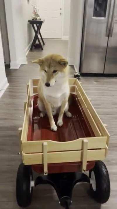 When your shiba gets lazy on walks.. buy a wagon