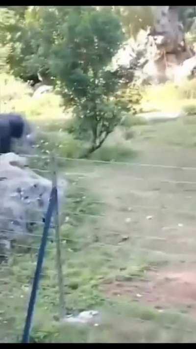 En un Zoologico de China un turista le lanza una botella de agua a un Chimpancé... En el video se ve como este se lo devuelve a la multitud y le llega supuestamente a una menor de edad, provocandole ademas sangrado