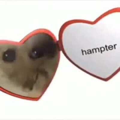hampter