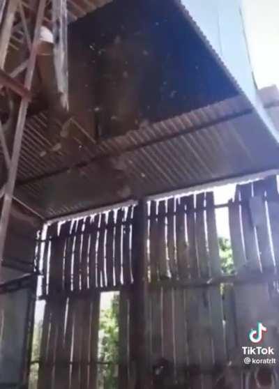 Removing a wasp nest in style.