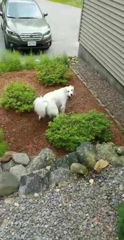 My dog decided the mulch looks better on the driveway then the garden. Thanks again.