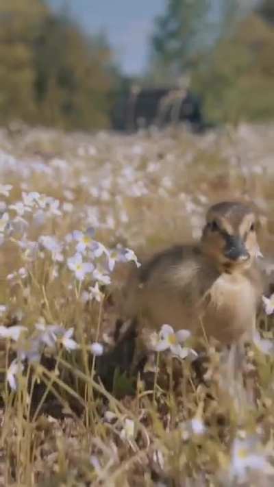 This is so cute and epic at the same time