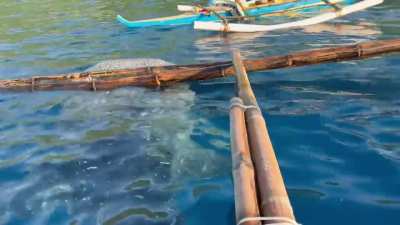 🔥Butanding Whale Shark in Oslob, Cebu