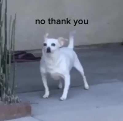 this retarted dog sed no to Big Mac 🤦&zwj;♂️