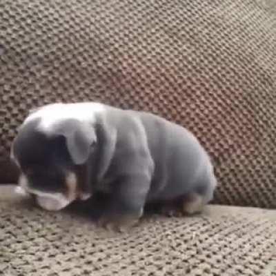 His wiggle was too strong