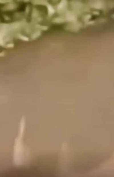 Capybaras pulling up on crocs