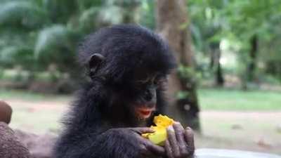 Little Bolafa can't believe he gets a whole mango to himself! This baby Bonobo is being cared for by his own human foster Mom at the Friends of Bonobo Sanctuary in the DR Congo.