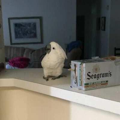 Bird is so amazed to see a Cat Jumping