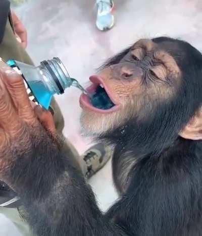 awesome monky gets a sweet waterfall