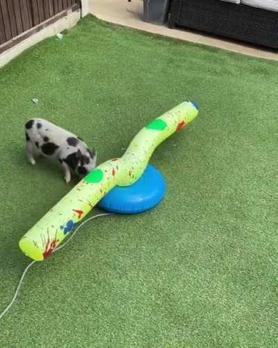 I think it is safe to say that they are liking the new toy