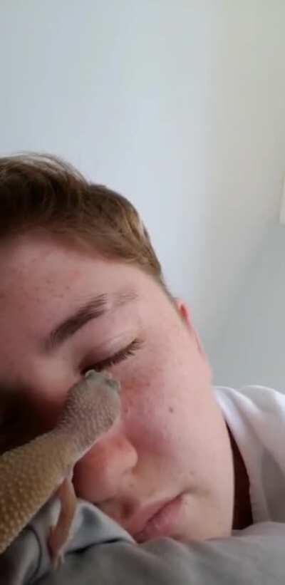 I thought she was just going to give me a lick... I was sadly mistaken. You haven't lived until you've had to pull a leopard gecko off your eyelid.