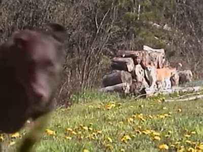 A heartwarming video called Dandelions Forever, that feels like a cherished distant memory.