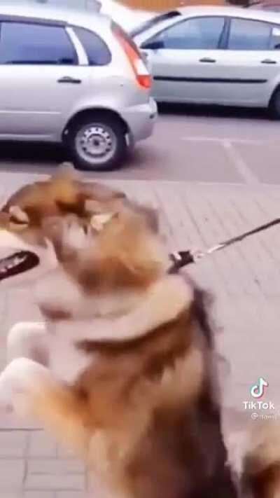 Doge these days 💸💸💸