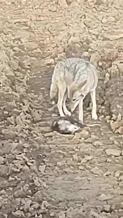 Sometimes it's not good to play opossum....