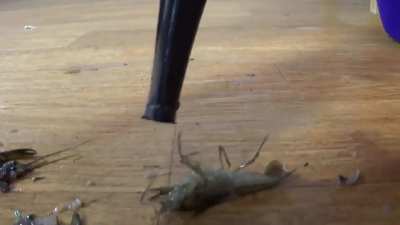 Hard-Dick-Challenge 2