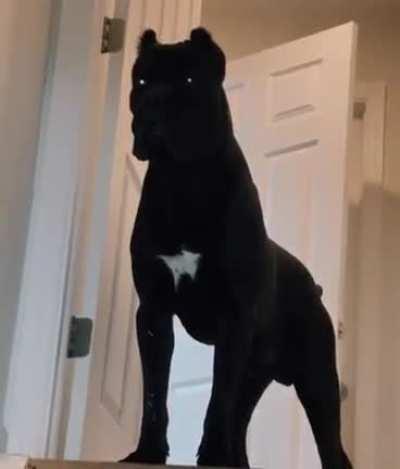 “There is no good boy, only ZUUL”