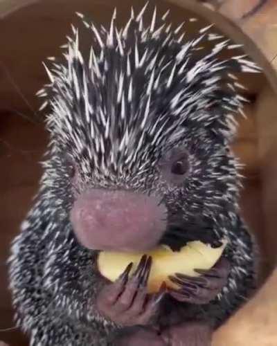 Porcupine Eating A Slice Of Apple