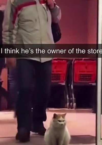 El Gato of Elegant Presence, Guardian of groceries.