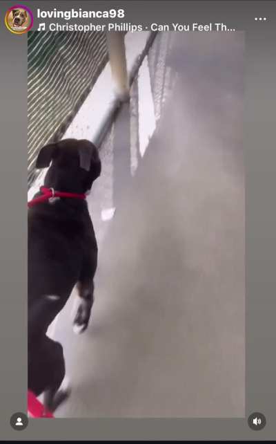 LAST DAY TO SAVE SWEET HUNTER. His deadline is TODAY, TUESDAY 10/28. He can get ADOPTED directly from the shelter or RESCUED (then he needs a FOSTER and PLEDGES). EUTHANASIA LIST at Orange County Animal Services in ORLANDO, FL. Please dm  me if you can fo