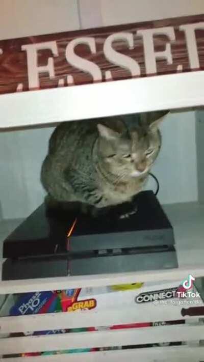 Cat On The PS4...