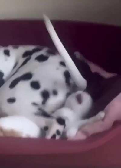 kitty wants to stop the annoyance so bad