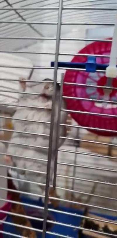 Ten chomik BARDZO lubi dynię