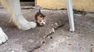 This Adorable Kitten And Her Silly Doggo Brother