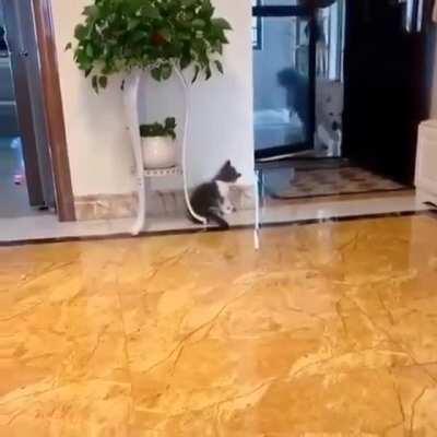 Playful and mischievous