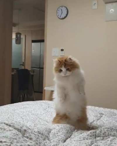 Cat.