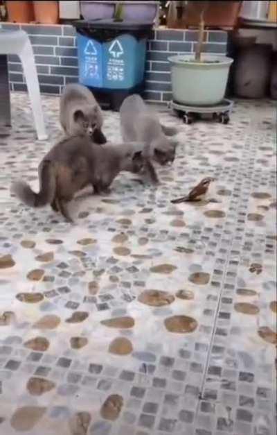 This bird manages to escape a clowder of cats by playing statue