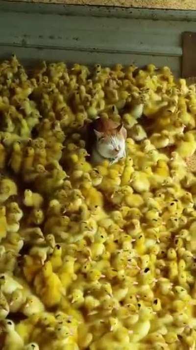 How is that cat so relaxed?